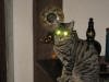 Merlin oeil de chat... le hazard du flash!